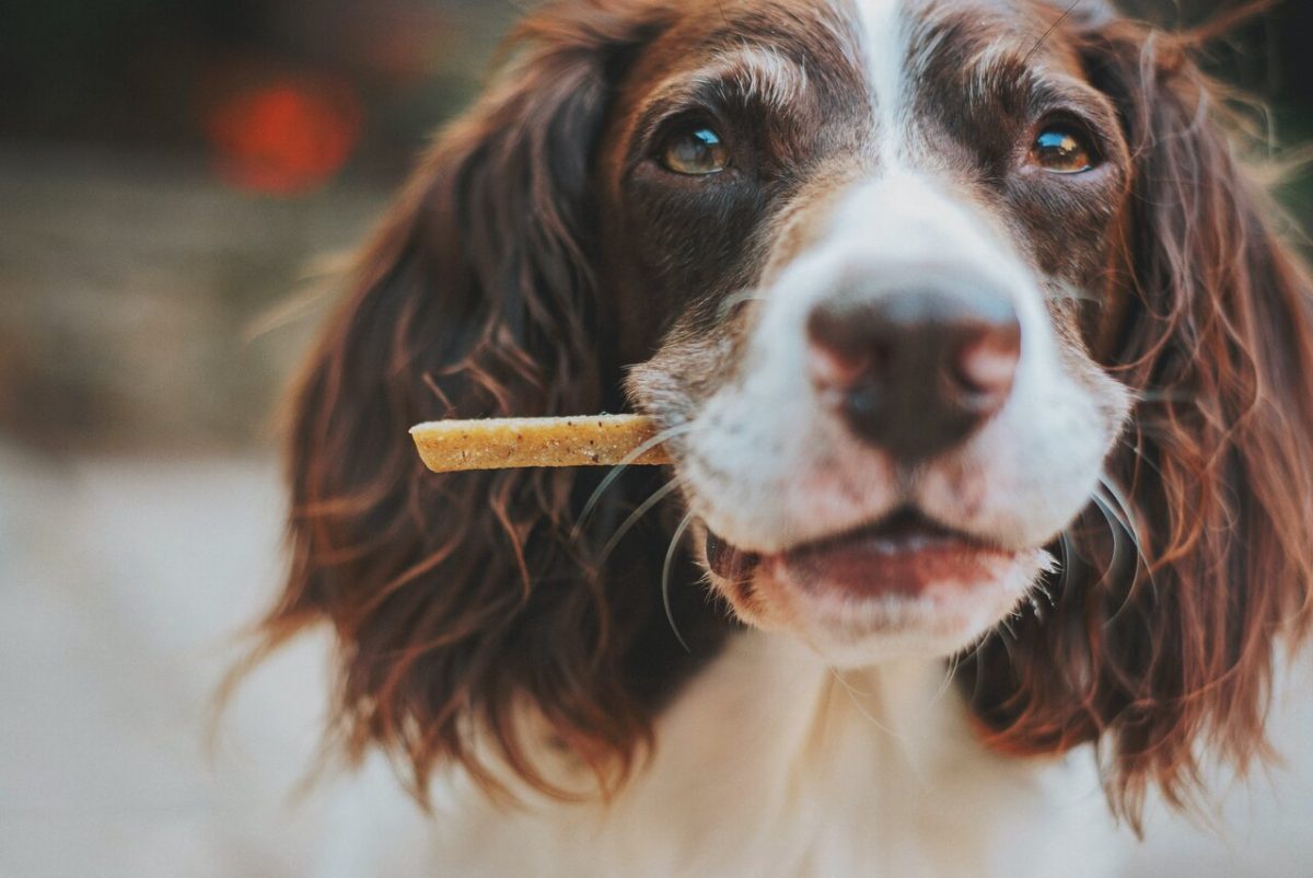 Dog with Treat Stick in Mouth